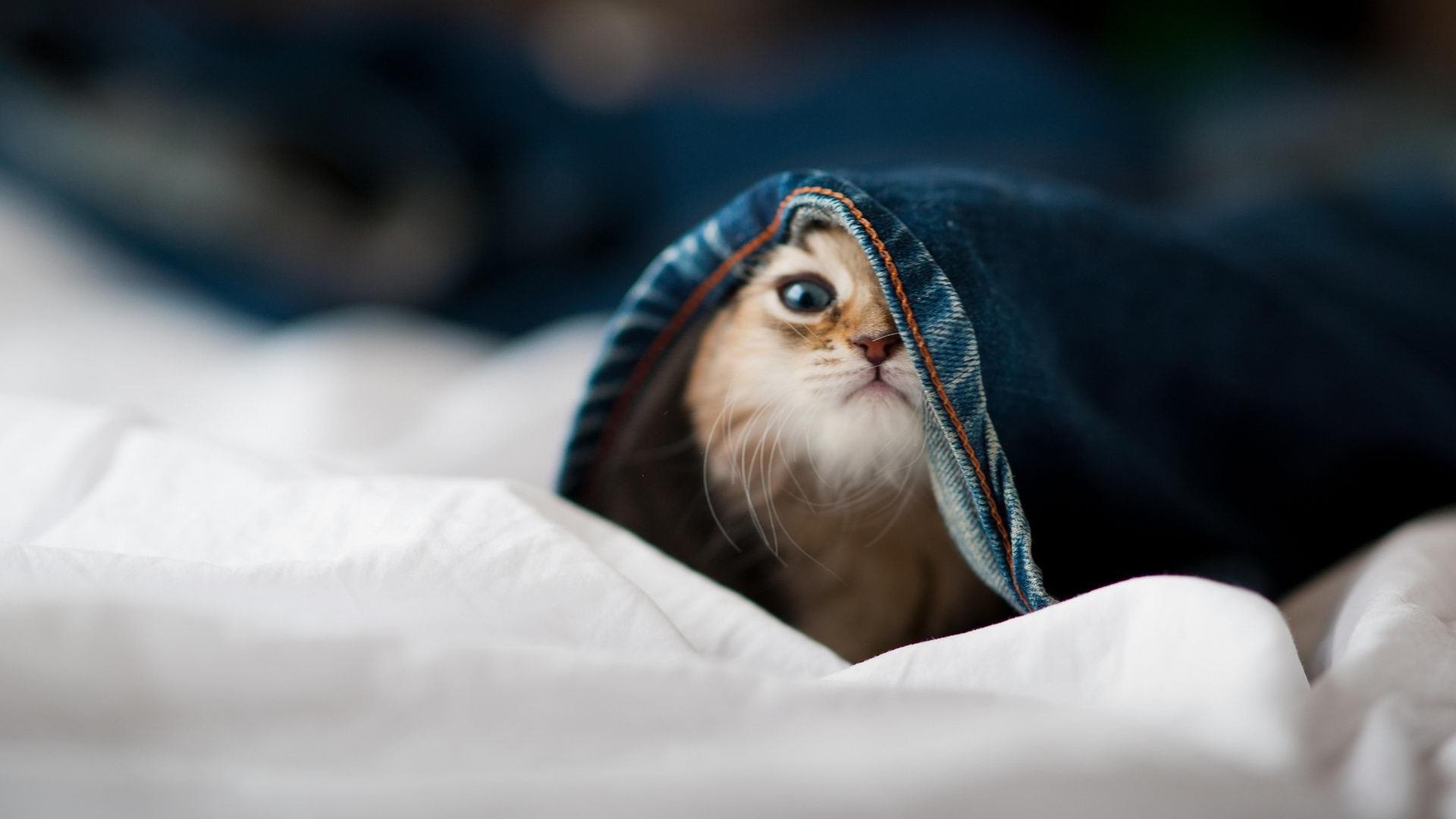 吉林队击溃鹈鹕，詹姆斯化身关键先生引领胜利