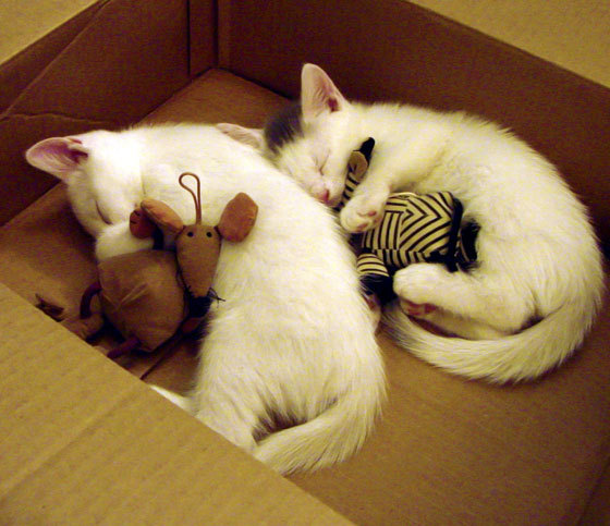 节奏大师，马赛掌控秘鲁之战，巴斯托尼化身关键先生