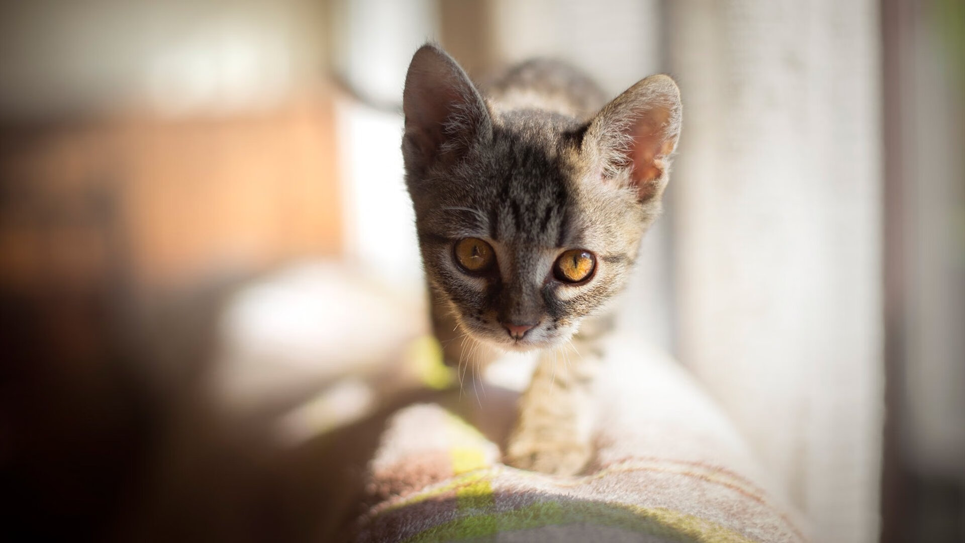 东契奇进攻端如入无人之境，北京队友谊赛不敌76人队