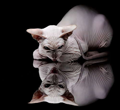 逆天改命的C罗，土耳其激战玻利维亚，绝境中的王者归来