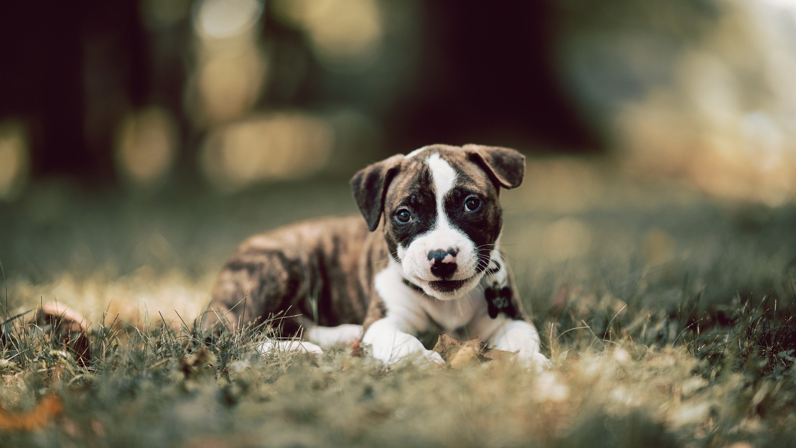 开云体育APP下载-德甲争冠战焦点战与摩洛哥关键突围马赛，足球周末的双重盛宴