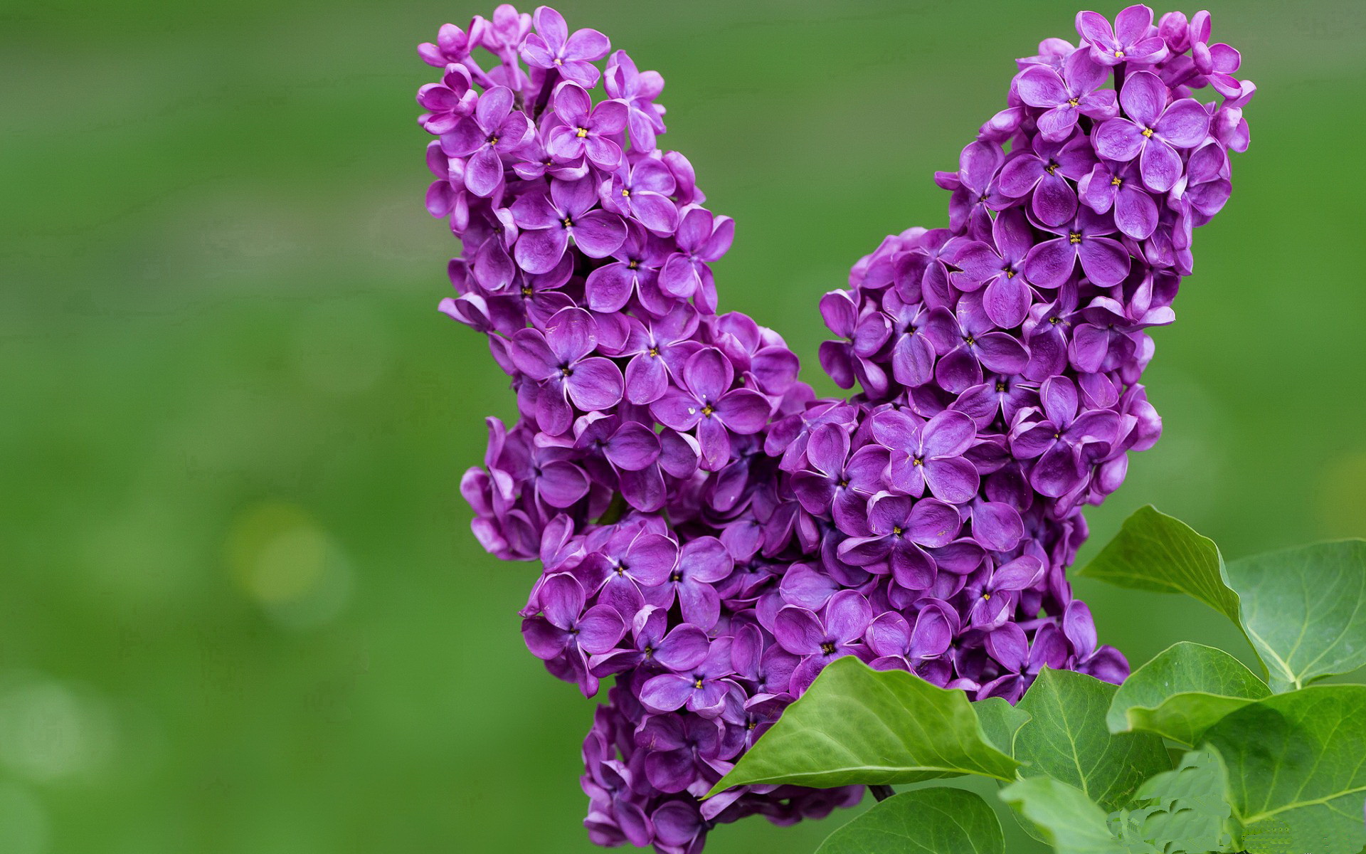 开云体育中国-哈弗茨终场神兵天降，澳大利亚绝杀比利时晋级