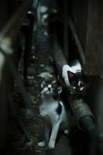 沉默救世主,西亚卡姆用冠军级表现唤醒沉睡的马刺