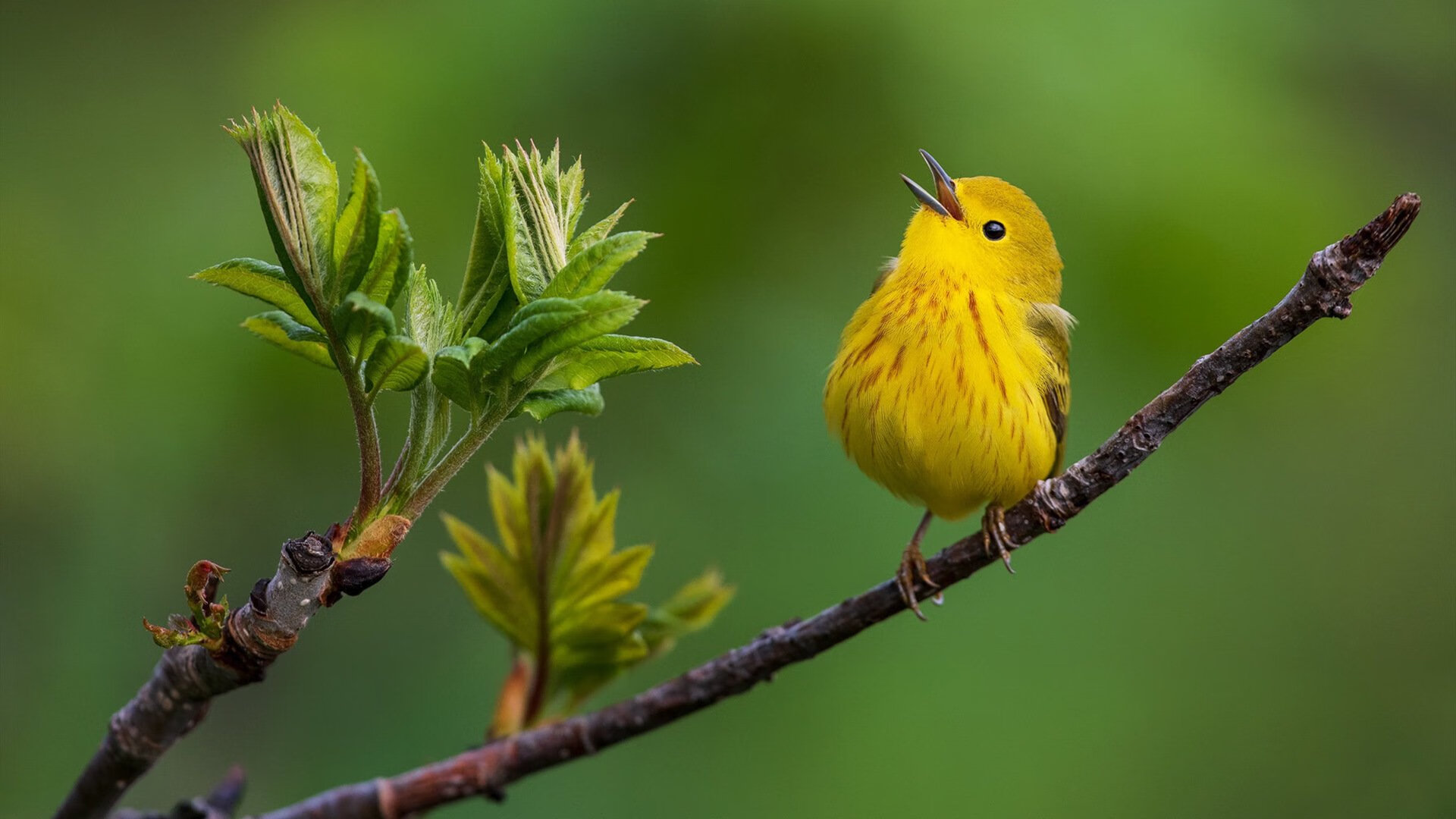 冷门与热焰,洪都拉斯压哨奇迹背后的足球辩证法
