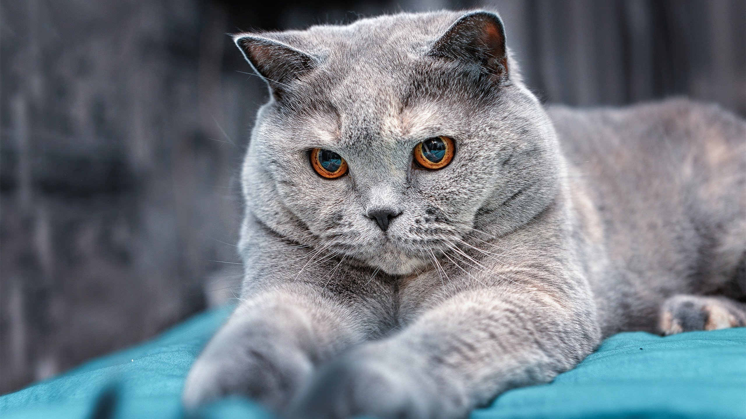 开云下载-德甲争冠夜，卡瓦哈尔稳定输出不掉线，铸就冠军传奇