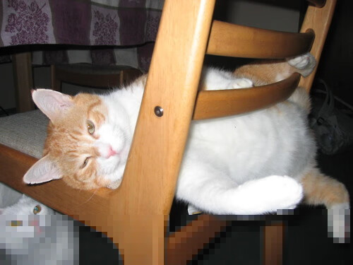 双线焦点，美加墨世界杯与公牛关键战突围老鹰的体育盛宴