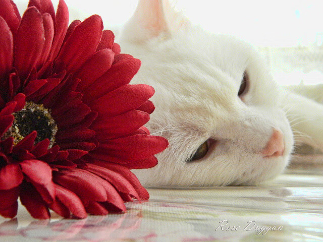 开云体育APP下载-乔治末节狂飙17分，黄蜂队逆转北京队