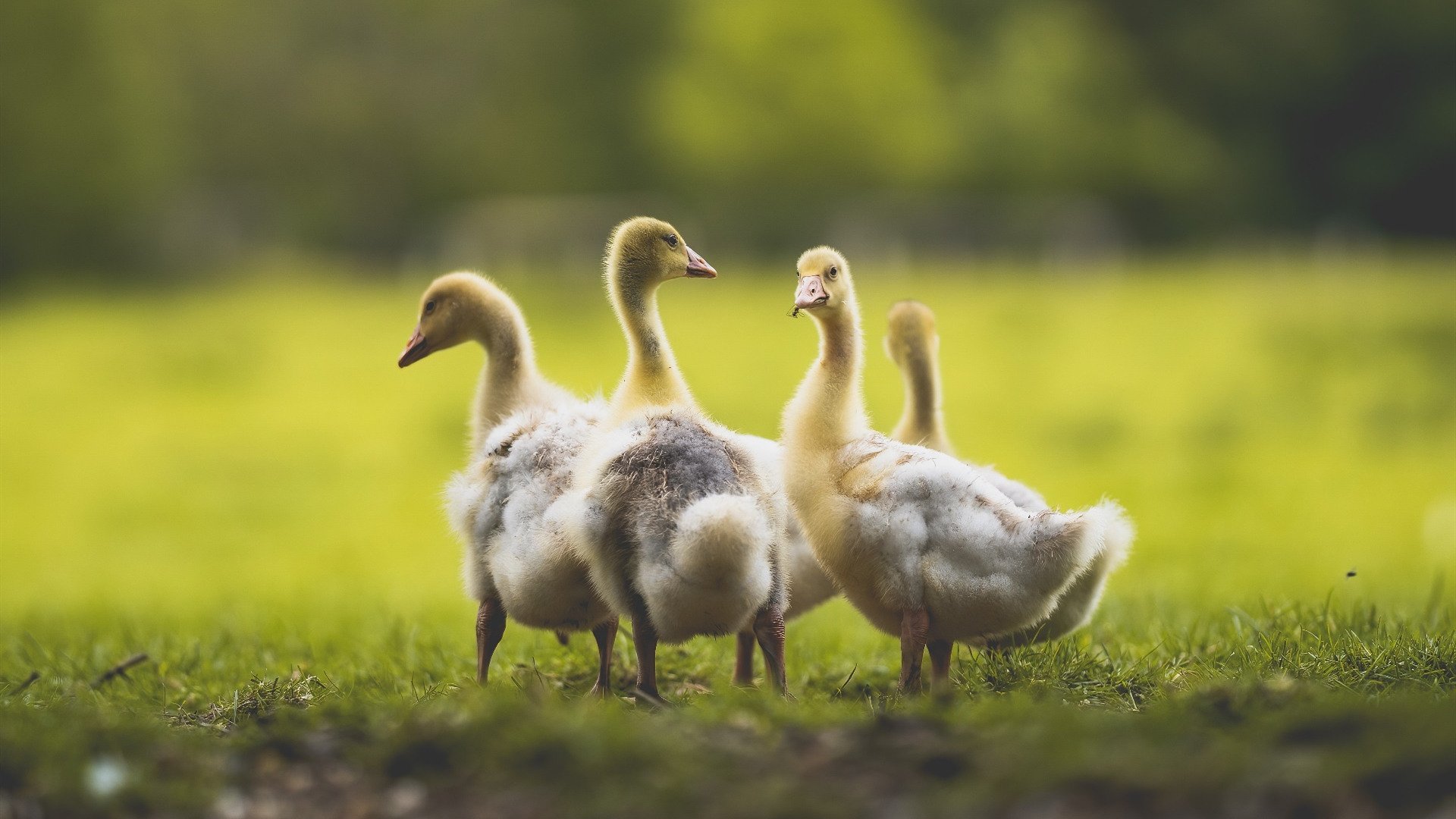 开云体育在线-双城记，灰熊险胜掘金的战术博弈与戈贝尔在意甲赛场的统治力