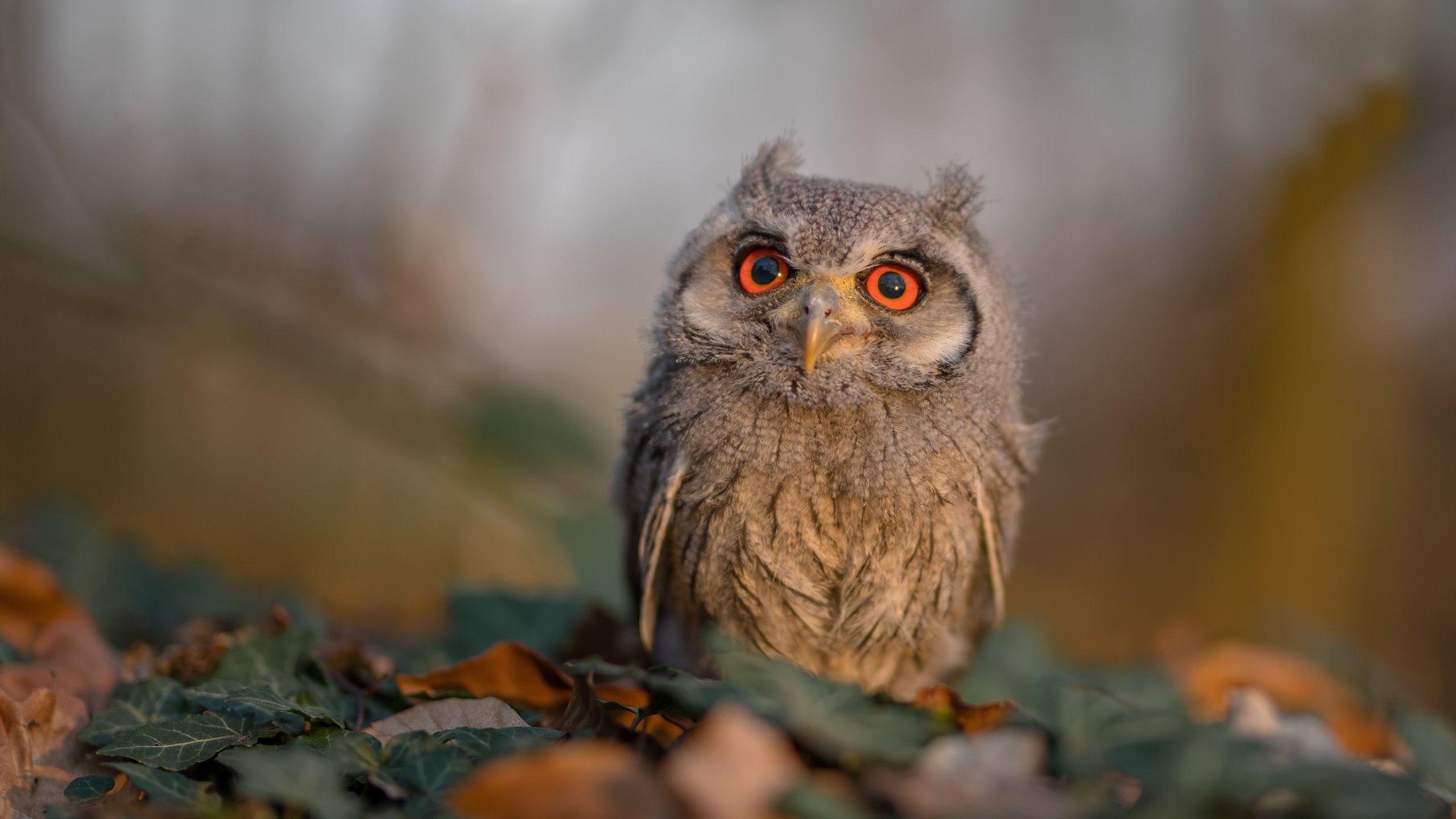 开云体育APP下载-哈兰德封神之夜映衬皇家社会哲学，当个人英雄主义遭遇团队足球的终极拷问