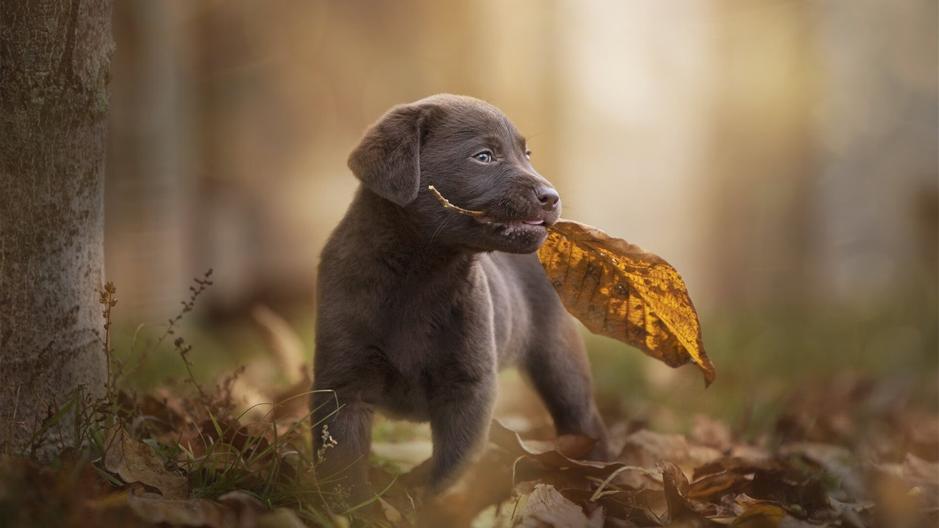 开云APP-坎特中场统治显神威，佛罗伦萨硬仗力克冰岛劲旅