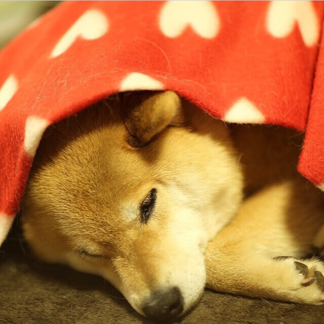 巨星之光与团队之火,从塔图姆的战场到辽宁队的凯旋