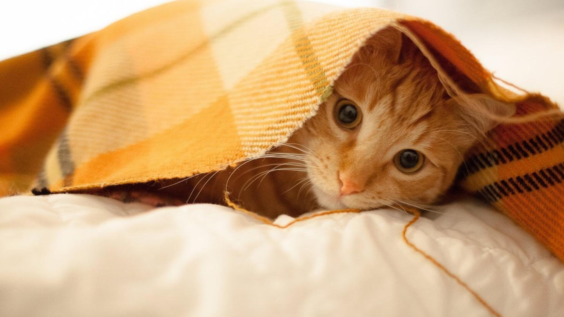 内马尔手术刀般传球撕裂防线！沙特硬仗取胜背后的孤胆英雄