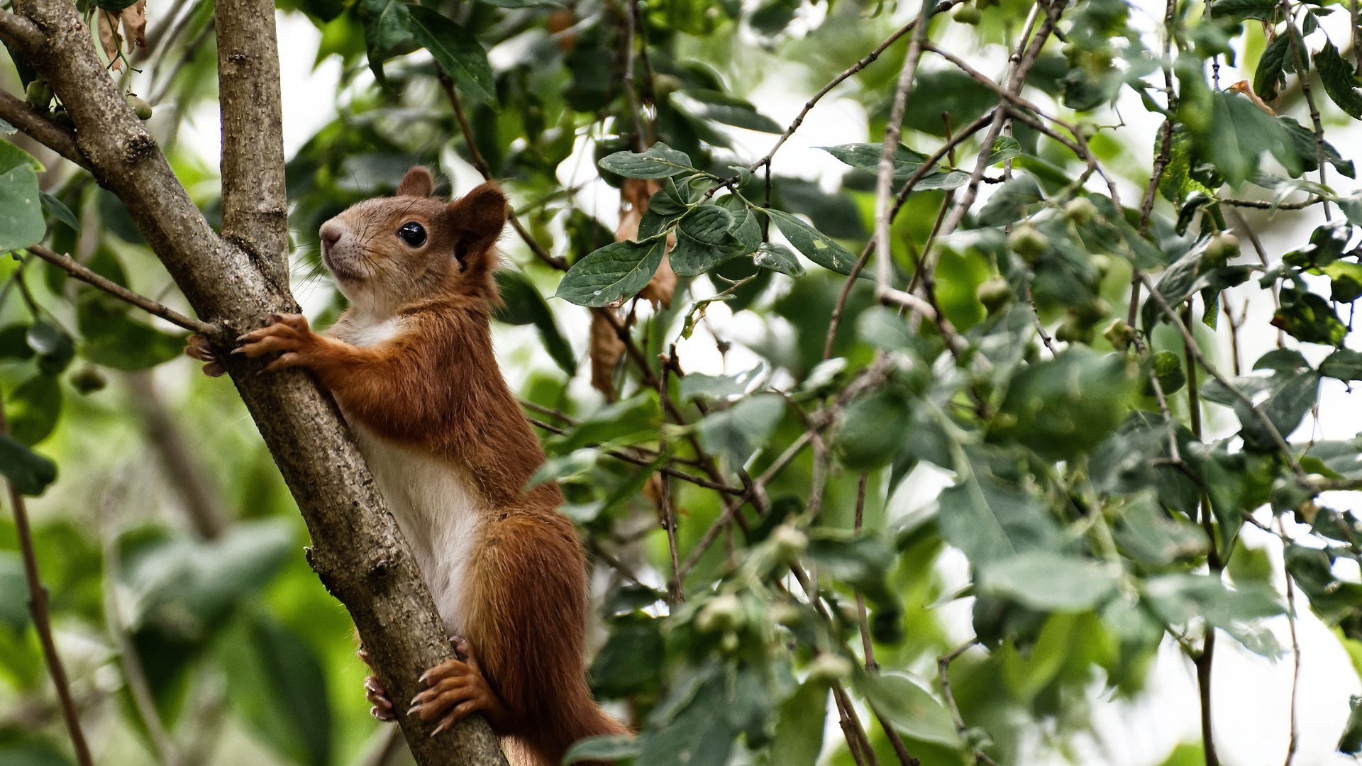 阿布扎比今夜无眠，当维斯塔潘加冕，努涅斯的评分已成传奇