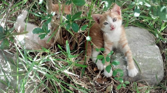 双星闪耀，当勇士突围遇约基奇封神，篮球定义了关键先生