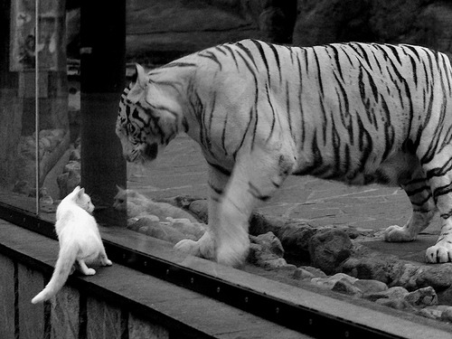 开云APP-沙漠奇迹！沙特补时绝杀哥斯达黎加，抢七大战惊心动魄