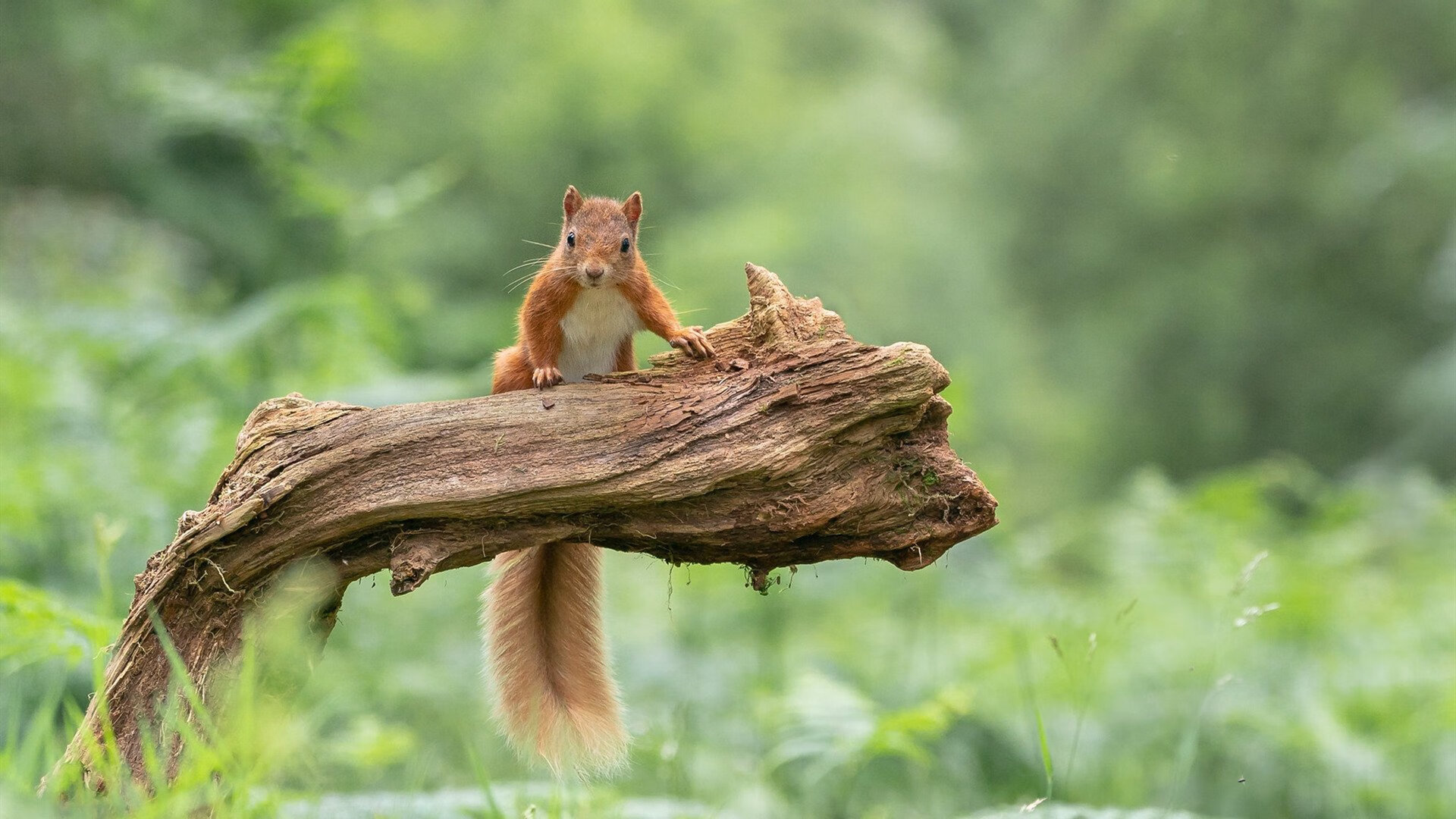 篮球双雄,76人加时鏖战胜吉林,库里东决关键战独揽乾坤