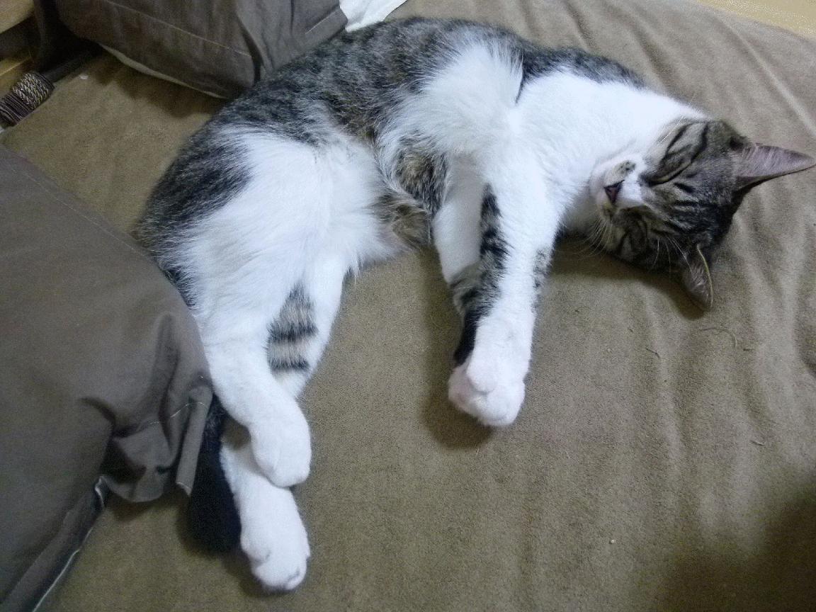 双重风暴，F1红白对决与伊巴赛场上的历史逆转